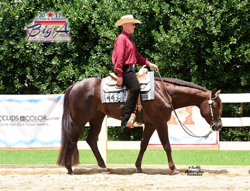 Extremely Hot Chips was Crowned 2017  “Big A” Circuit Champion in the Senior Western Pleasure with Jay Starnes